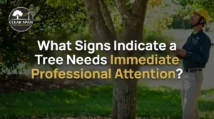 Dangerous Tree Signs: When a Tree Needs Urgent Attention