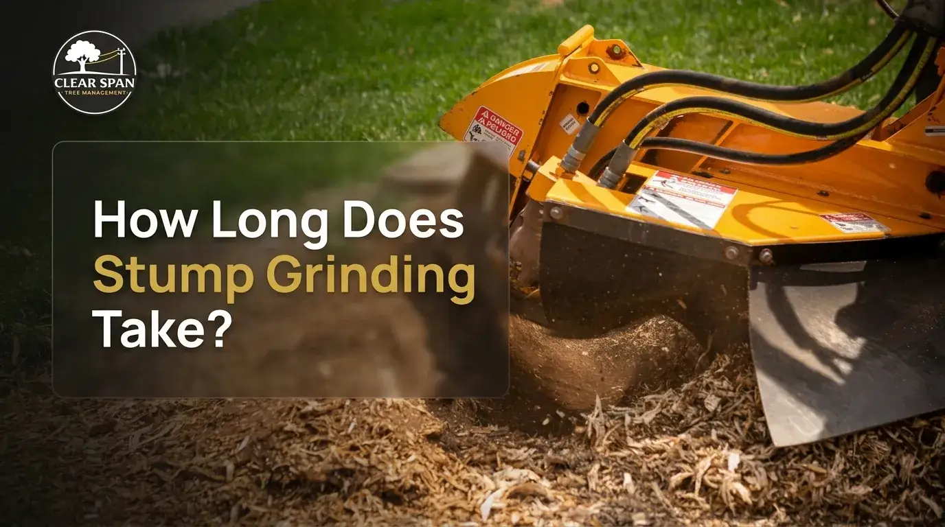 Long Does Stump Grinding Take